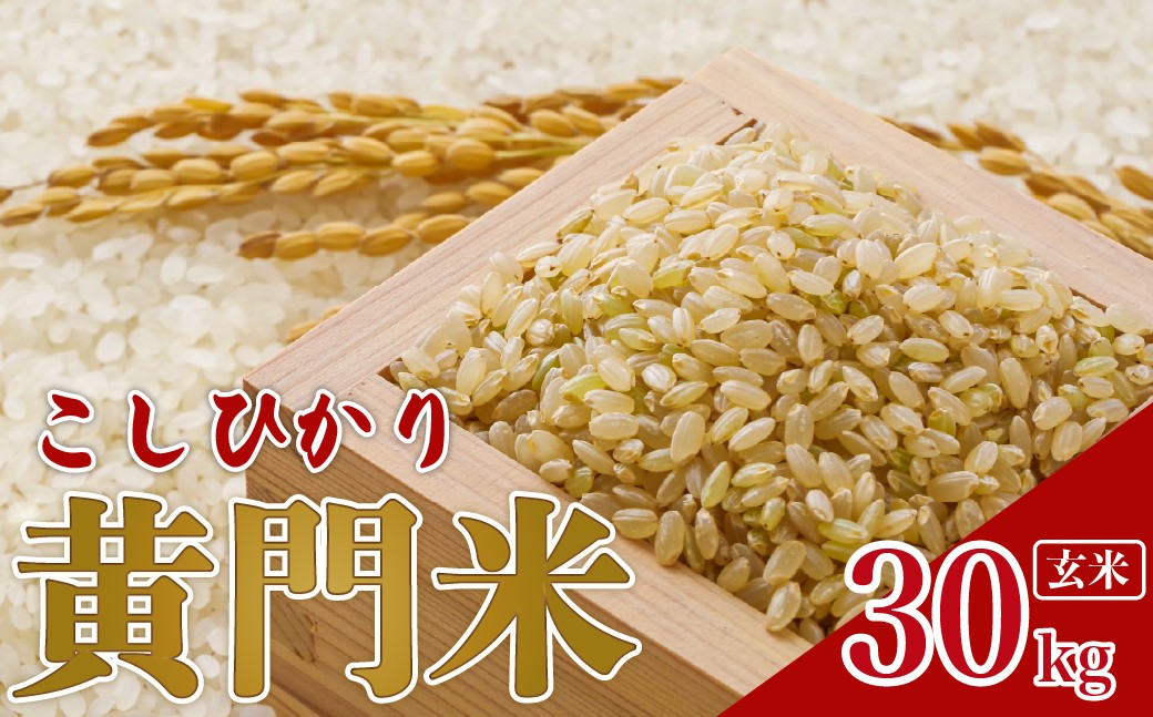 
                  新米 玄米 コシヒカリ 30kg 令和8年産 黄門米  | コシヒカリ こしひかり 米 新米 コメ こめ 玄米 30kg 30キロ お米 ご飯 美味しい米 ブランド米  特産物 人気米 タツミ米穀 茨城県産 常陸太田市
                