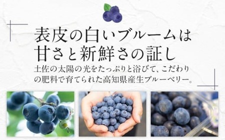 訳あり 完熟生ブルーベリー（ラビットアイ系）900g | こだわりブルーベリー 完熟ブルーベリー 生ブルーベリー 冷蔵ブルーベリー 人気ブルーベリー