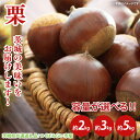 【ふるさと納税】【先行予約】【選べる】栗 約2kg 約3kg 約5kg（茨城県共通返礼品：つくばみらい市産）※2024年10月上旬～10月下旬頃に順次発送予定（CD094）