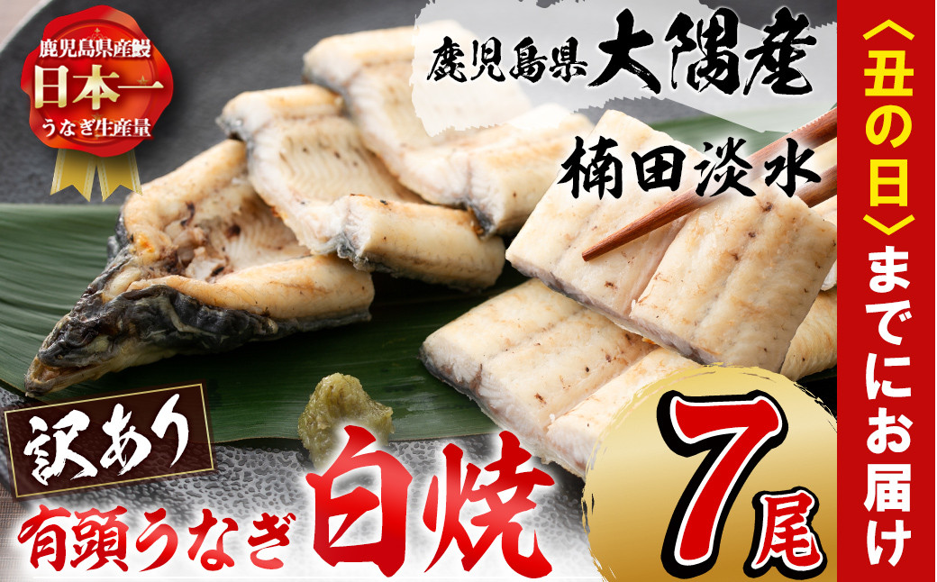 
            【訳あり】鹿児島県大隅産！楠田の極うなぎ白焼き 有頭(7尾 910g以上) 国産 鹿児島県産 鰻 不揃い 大容量 真空 冷凍 白焼き うなぎ 訳あり c8-030
          