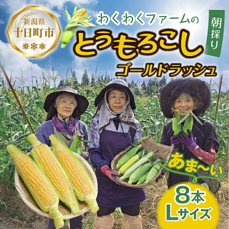 【ふるさと納税】｜先行予約受付｜ 令和7年産 朝採れ とうもろこし ゴールドラッシュ Lサイズ 8本 甘い 国産 トウモロコシ 産地直送 新鮮 フレッシュ コーン 農園 野菜 農作物 わくわくファーム 送料無料　 グルメ 　お届け：2025年7月10日以降、順次発送予定