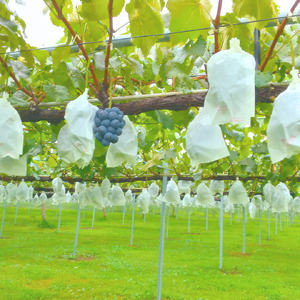 【訳あり】ナガノパープル2kg＜9月より発送開始＞