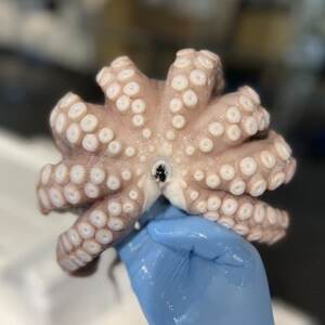 塩もみタコ【配送不可地域：離島】【1694609】