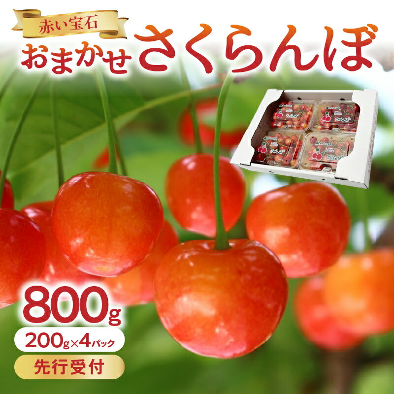 【ふるさと納税】《先行受付》「赤い宝石」おまかせさくらんぼ 200g×4P【2026年6月頃より順次発送予定】 山形県 大江町 ふるさと納税 さくらんぼ 佐藤錦 紅秀峰 大将錦 紅てまり 南陽 秀品