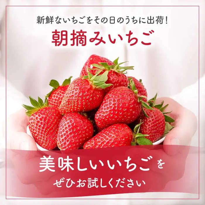 【2027年1月-発送】いちご2種類 食べ比べ 約250g×4P [SAC006] いちご