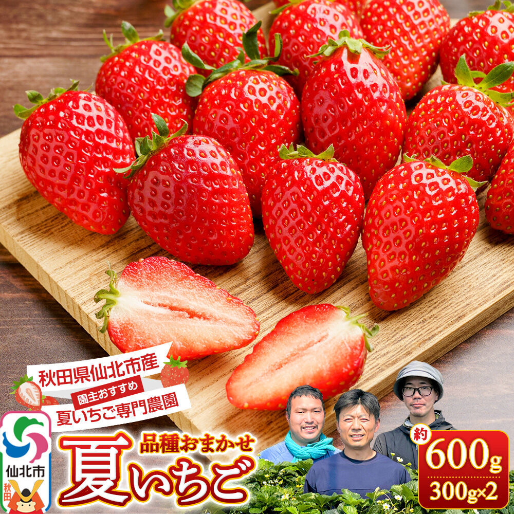 【ふるさと納税】《近畿以北限定》 夏イチゴ専門農園の園主おすすめ！ 仙北市産 夏イチゴ 約600g（約300g×2パック） [苺 イチゴ いちご ブランド 品種 銘柄 なつあかり 夏のしずく 希少品種 ケーキ ジャム スムージー スイーツ フルーツ]
