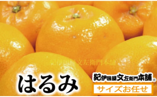  はるみ 2.8kg サイズおまかせ / はるみ みかん 蜜柑 柑橘 フルーツ 果物 紀伊国屋文左衛門本舗 ※2027年1月下旬～3月中旬頃順次発送(お届け日指定不可) 【kmtb013-r-2d8】