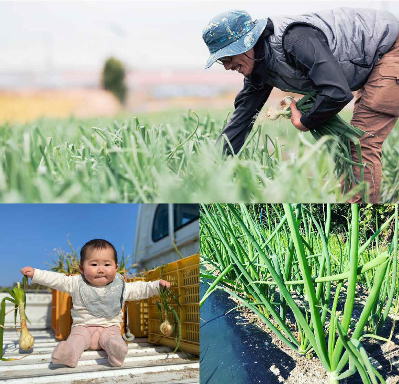 葉玉ねぎ 2.5kg【発送時期：2027年1月～3月頃】 淡路島産