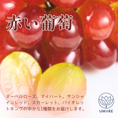 山梨県まきおか産　皮ごと食べられる葡萄3色セット【配送不可地域：離島・沖縄県】