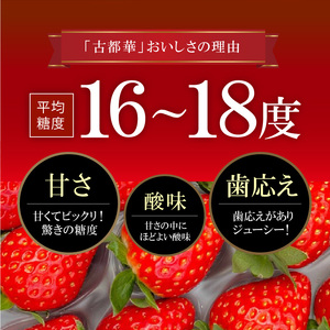 【2025年2月～3月発送】贈答用：高級いちご「古都華」特大6Lサイズ以上2個　いちご 高級 贈答用 古都華 特大6Lサイズ以上 2個 深みのある濃厚な味わい ほどよい酸味 高い糖度 華やかな香り 美