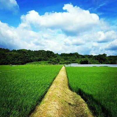 ふるさと納税 桂川町 季節のエディブルフラワー50輪おまかせ |  | 02