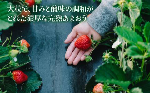 【予約：2024年1月上旬より順次発送】完熟あまおう 270g×4パック ≪糸島≫【slowberry strawberry】いちご/苺/フルーツ/果物 [APJ001]