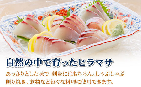 ヒラス（ヒラマサ）1本 4.0kg以上 養殖 刺身 しゃぶしゃぶ[RBK005] ヒラマサ ヒラス ヒラマサ ヒラス ヒラマサ ヒラス ヒラマサ ヒラス ヒラマサ ヒラス九州 長崎