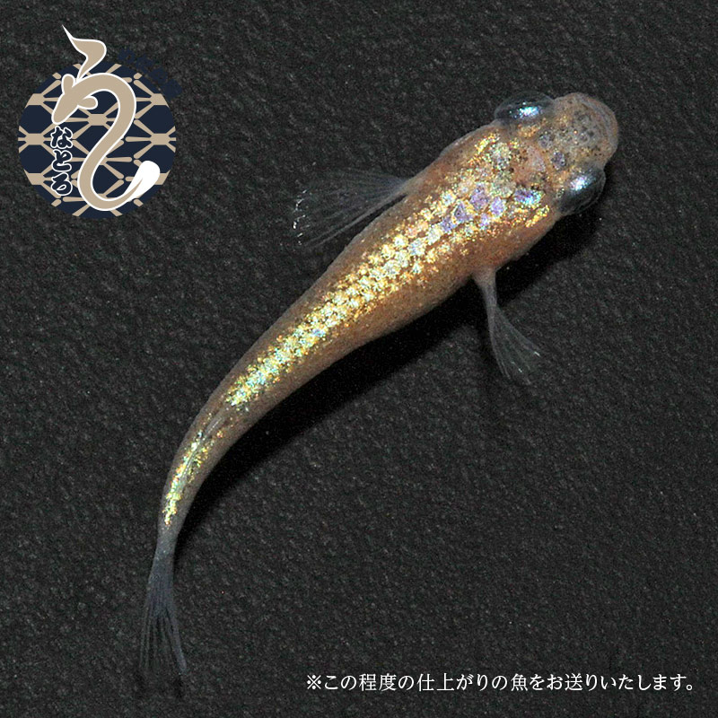 【ふるさと納税】0020-084～0050-017　メダカ「ヒミツヘイキ」1ペア～3ペア