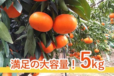 麗紅(れいこう）ハウス栽培 唐津産 5kg 混合サイズ みかん 蜜柑 柑橘 果物 フルーツ