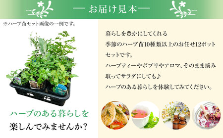 季節のハーブ苗お任せ12ポットmixセット｜花苗 ギフト ガーデニング
