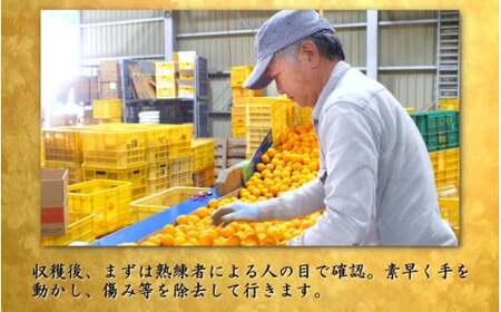 鹿蔵 プレミアム 有田みかん ( 完熟 ) 2.5kg+250g（傷み補償分） 光センサー 選果　※北海道・沖縄・離島への配送不可 / 温州 みかん 厳選 柑橘 果物 フルーツ 和歌山 【ikd004