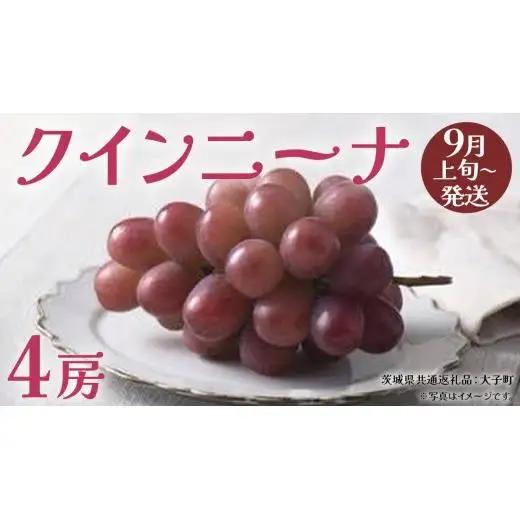 クインニーナ４房 【2026年9月上旬発送開始】(茨城県共通返礼品：大子町)