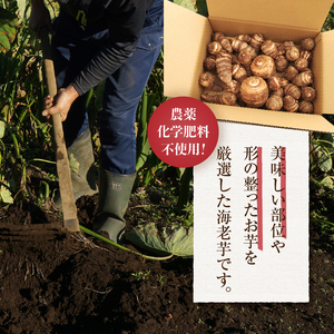 ◆◆2024年度収穫分先行予約◆◆ 「農家 農天氣がおくる」山梨県上野原市産 海老芋 約4kg