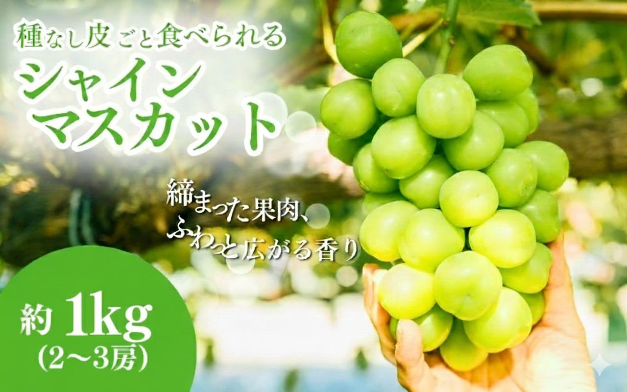 
                  シャインマスカット 約1kg ２〜3房 長野 ぶどう 種なし 皮ごと 産地直送 フルーツ 果物 デザート おやつ マスカット ブドウ 葡萄 秋 旬 旬の果物 旬のフルーツ 信州 信州産 長野県 長野県産 2026 2026年 [№5659-1116]
                