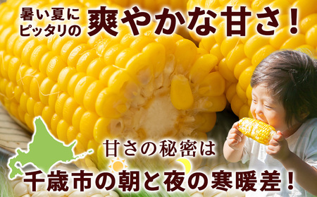 2024年夏発送 とうもろこし ゴールドラッシュ L～2L 16本