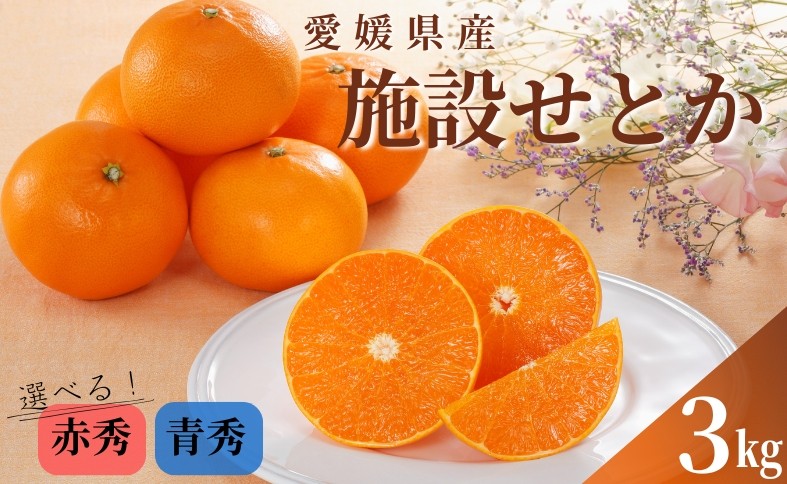 
                  みかん 愛媛 せとか 施設せとか L～3Lサイズ 約3kg 15～10玉 【選べる種類】 赤秀 青秀 先行予約 数量限定 人気 柑橘 フルーツ 国産 愛媛県産 伊予市
                