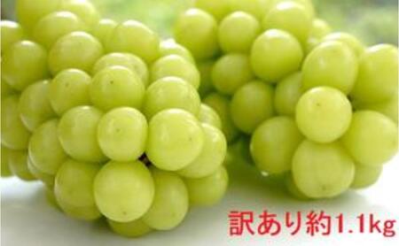 （地域・期間限定）訳あり柳澤果樹園のシャインマスカット約1.1kg 果物 ぶどう フルーツ おやつ デザート 食後 秋の味覚 産地直送 長野県産 有機肥料