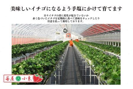 平群の古都華 いちご 4Lまたは5Lサイズ（1種×2パック）苺屋小東 | 果物 くだもの フルーツ 苺 イチゴ いちご ストロベリー 古都華 ことか 旬の品種 フードロス 産地直送 奈良県 平群町