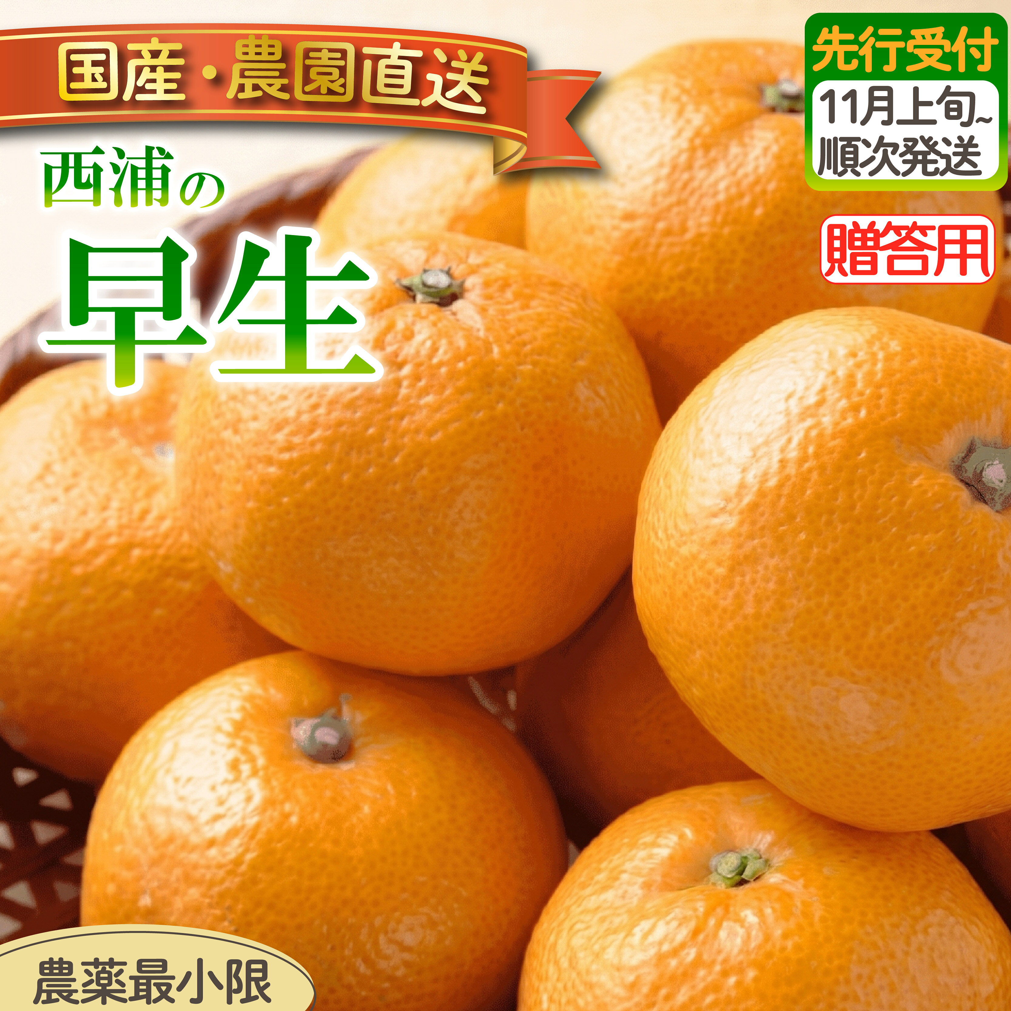 【ふるさと納税】 贈答用 早生 みかん 3kg 5kg 選べる容量 | 木負観光みかん園 ミカン オレンジ 蜜柑 柑橘 フルーツ 旬 果物 国産 産地直送 季節限定 西浦 沼津市 静岡県
