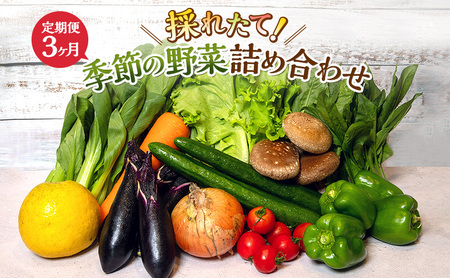 野菜 とれたて パック 定期便 3回 季節の野菜 8品 野菜