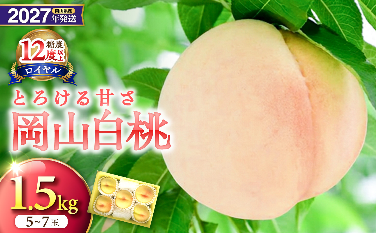 【2027年発送分・先行予約開始！】岡山県産 白桃 最高ランク！「ロイヤル」約1.5kg 5～7玉（令和9年7月以降発送）【先行受付 先行予約 白桃 ロイヤル フルーツ 果物 もも 桃 モモ 岡山県産】
