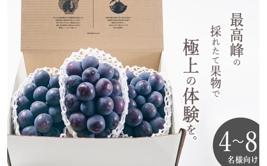 甲州市産 種無し大粒ピオーネ3房入り 約1.6kg 自然農法【2026年発送】（BNC）E-120 【ピオーネ ぶどう 葡萄 ブドウ 種なし 令和8年発送 期間限定 山梨県産 甲州市 フルーツ 果物】