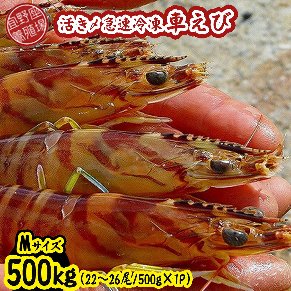 【ふるさと納税】【養殖場から直送】活き〆急速冷凍車えび　Mサイズ　約500g（22～26尾/500g×1P） 車海老 海鮮 魚介類 海産物 シーフード お取り寄せ 美味 料理 クルマエビ くるまえび 塩焼き フライ 天丼 お刺身 フリット 蝦 ゆで 送料無料 沖縄県産 たまや