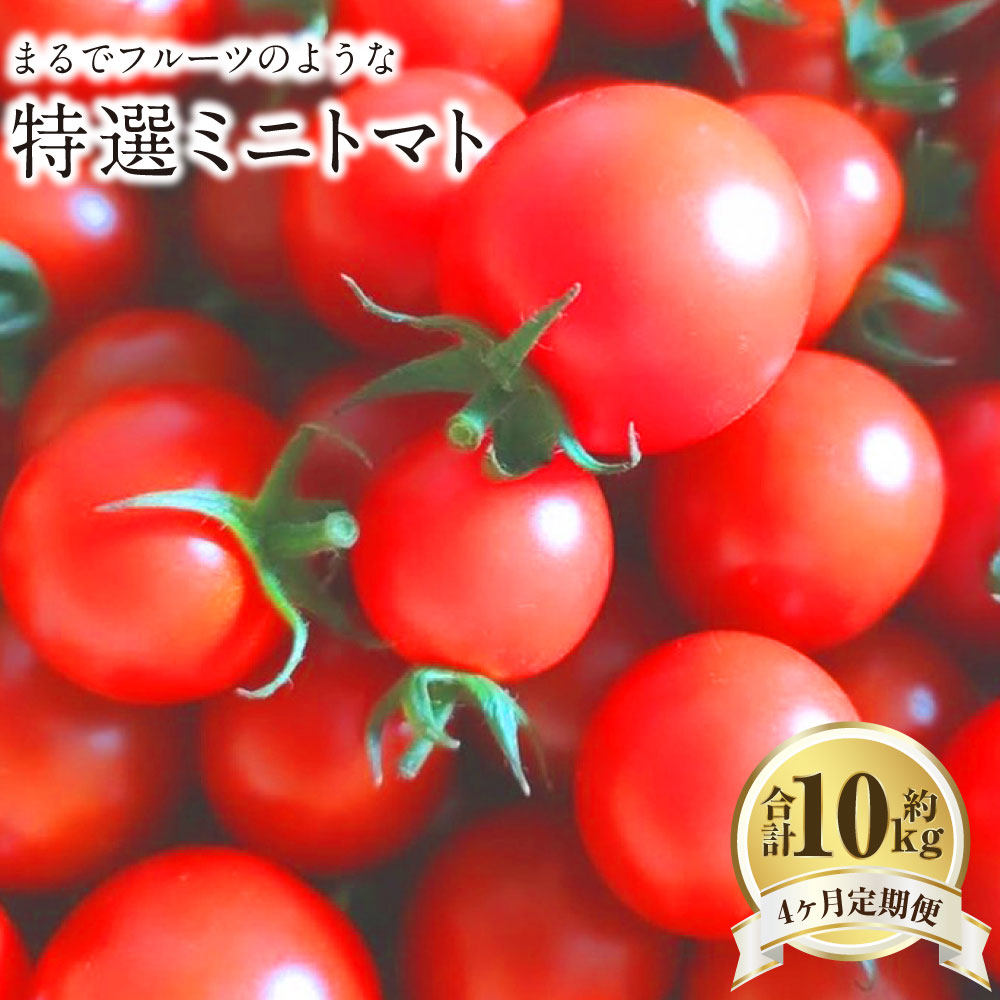 【ふるさと納税】【4か月連続定期便】まるでフルーツのような特選ミニトマト 2.5kg×4回 計10kg 熊本県産 ミニトマト 高糖度 トマト 野菜 熊本産 九州 熊本県 送料無料 【2027年1月下旬発送開始】