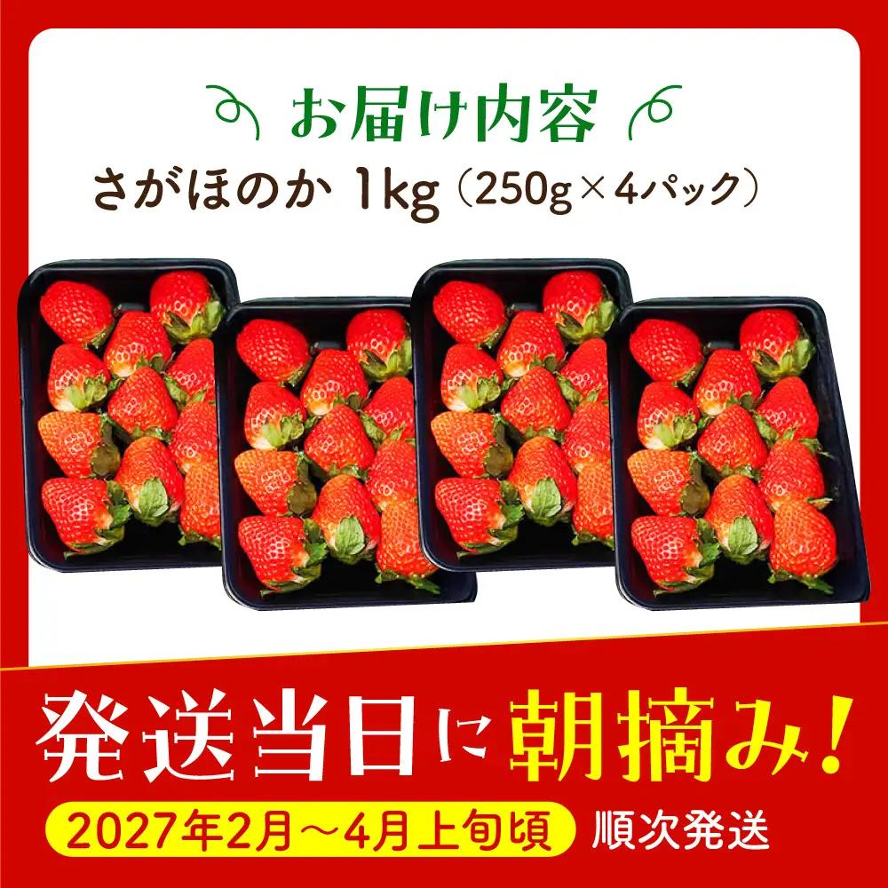 【先行予約】【2?4月発送】さがほのか250g×4 HAF024 いちご 果物 フルーツ いちご