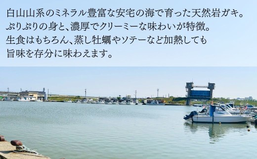 【夏季限定】安宅産 天然 岩がき 小サイズ 3kg (10~15個) | 石川県 小松市 石川県漁業協同組合小松支所