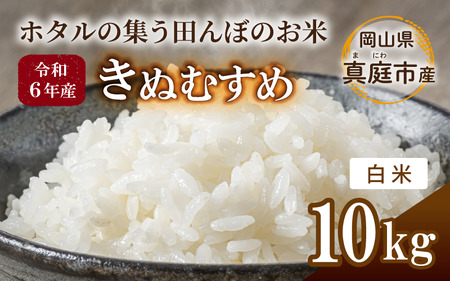 令和6年産 きぬむすめ 白米 10kg 岡山県真庭市産 /  国産 お米 ブランド米 【takenaka002】