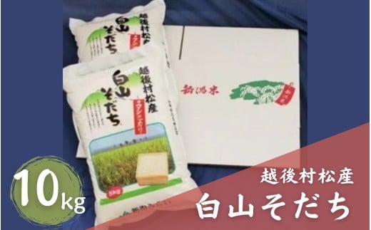 【令和7年産】五泉産コシヒカリ「白山そだち」10kg (5kg×2袋) | 新潟産コシヒカリ 新潟県産コシヒカリ 新潟県産こしひかり 米 お米 こしひかり 白米 精米 ブランド米 新潟県 五泉市 新潟かがやき農業協同組合