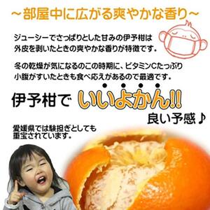 【特選】 いよかん 玉井農園 5kg（3L～Lサイズ） 【2027年2月上旬頃発送】  いよかん フルーツ【SSK0031】
