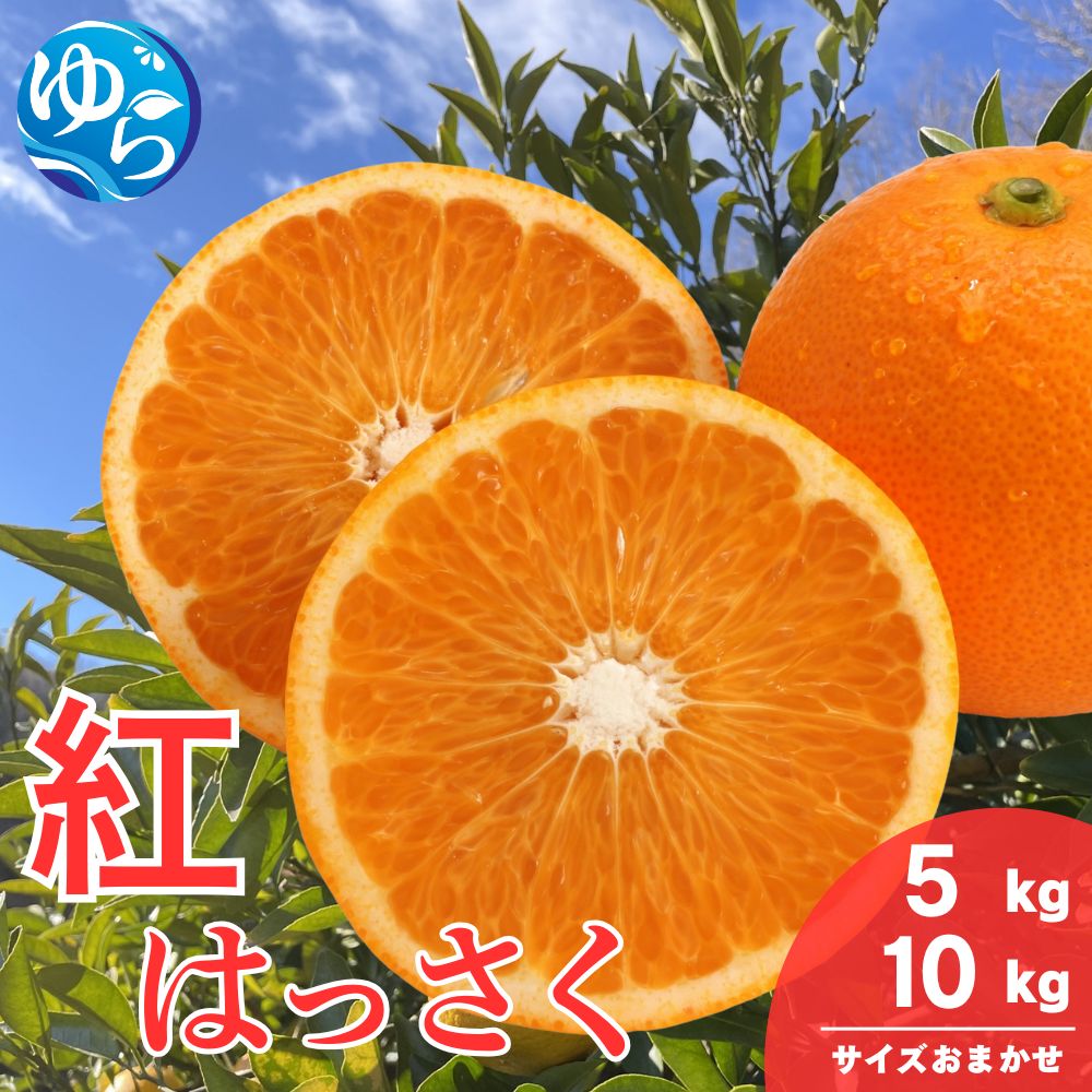 【ふるさと納税】 和歌山県産 紅 はっさく （サイズおまかせ）5kg 10kg / 八朔 柑橘 果物 和歌山 ※2027年2月中旬～3月中旬に順次発送予定 ※北海道・沖縄・離島配送不可