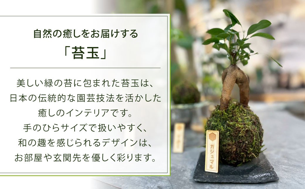 苔玉 ガジュマル -MOSS- 