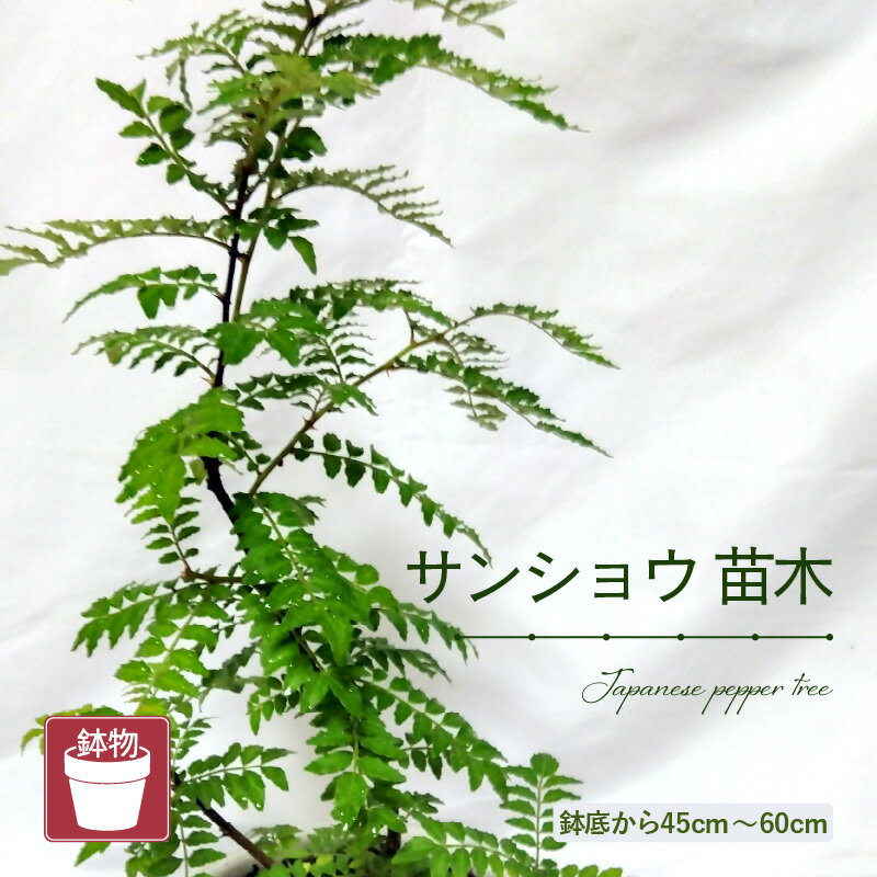 【ふるさと納税】【先行予約】サンショウ苗木（鉢物）【山椒 さんしょう サンショウ お花 花 はな フラワー 花 苗 植物 家庭菜園 花壇 プランター ガーデニング観葉植物 園芸 鉢物 】【2025年4月上旬以降順次発送予定】
