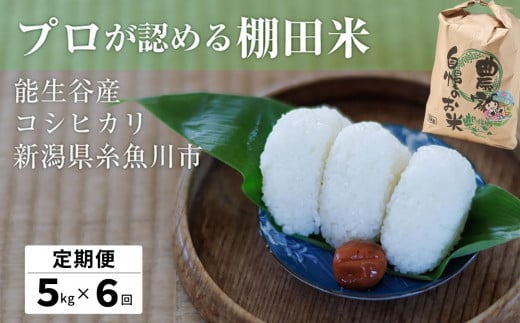 令和6年産新米予約【定期便】プロも認める棚田米「コシヒカリ」5kg×6ヶ月 計30kg【新潟県能生谷産 農家直送 米 お米 ご飯 ライス ふるさと納税米 食品 人気 おすすめ こしひかり ギフト 5キロ 先行予約 精米 6回 6か月】