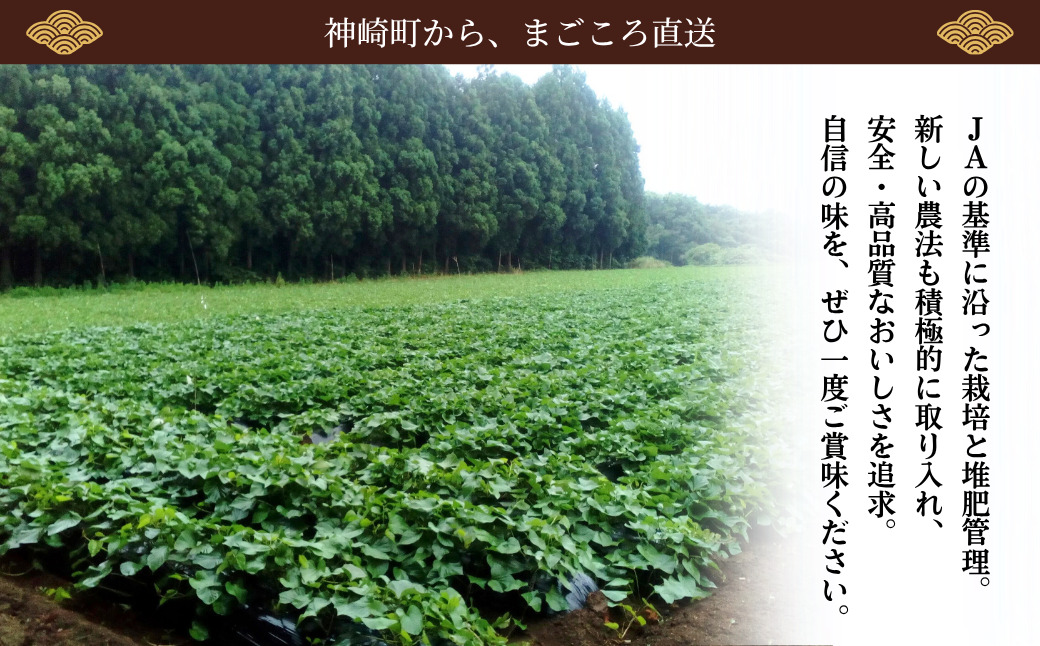 ＜先行予約＞ 神崎町産 べにはるか さつまいも 10kg 【訳あり 無選別】(5～12月受付分は翌年1月中旬以降発送)｜さつま芋 焼き芋 焼きいも イモ 芋 紅はるか 訳アリ しっとり 濃厚 蜜 スイ