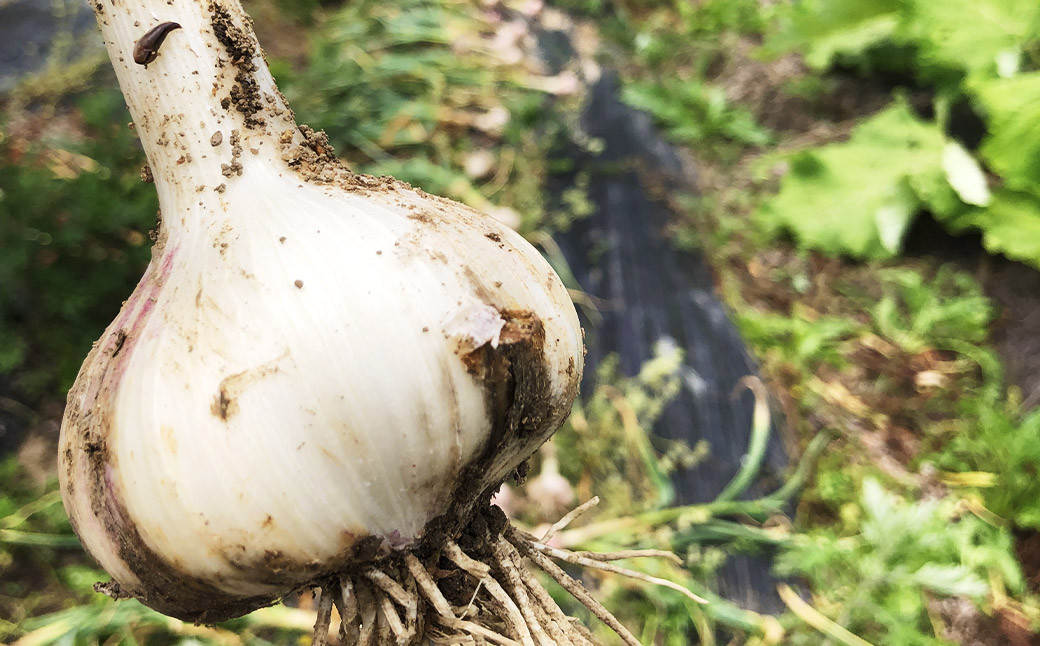 福岡県産黒にんにく100g2個入り