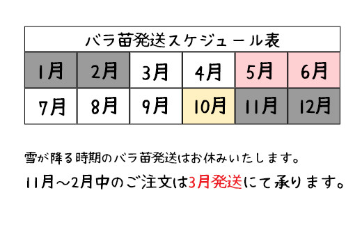 花巻温泉バラ園で育った「つるバラ大苗」7号サイズ -ピンク- 【1916】