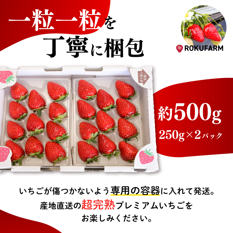 令和8年1月~発送 6FARMの 古都華いちご」 限定出荷 〈6FARM〉 いちご 苺 奈良ブランド苺 イチゴ ブランド 古都華 大粒 奈良県 奈良市 なら