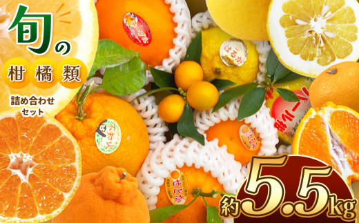 旬の柑橘類詰め合わせセット 約5.5kg 水本オレンジガーデン  | 果物 くだもの フルーツ 柑橘類 みかん ミカン 旬 スイーツ 詰め合わせ 産地直送 家庭用 熊本県 玉名市