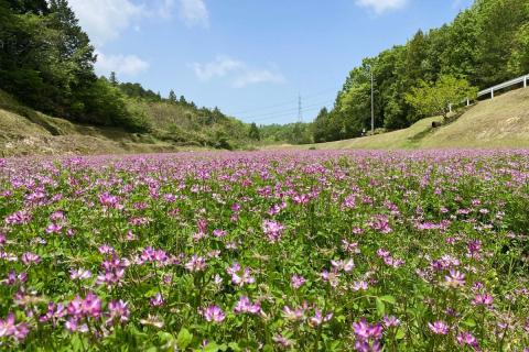 水のきれいな浜田市金城町産「いわみの里山　純粋はちみつ」500g×２本【1903】