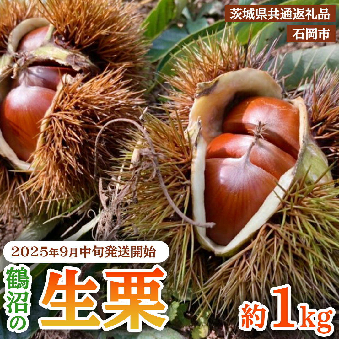 【ふるさと納税】【 2025年9月中旬発送開始 】石岡 鶴沼 の 生栗 ＼選べる内容量／約1kg～3kg （茨城県共通返礼品：石岡市） 栗 くり クリ マロン 栗ごはん 栗ご飯 贈答 ギフト 秋の味覚 果物 フルーツ 数量限定 旬 秋 冬 正月 国産 秋 旬 旬の栗 先行予約